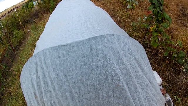 Сверх острый перец - Первые заморозки, спасаем перец. смотреть онлайн