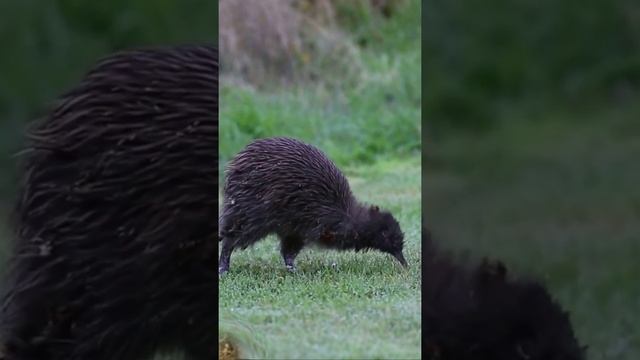 Птица Киви | Kiwi смотреть онлайн