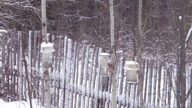 Ах,снег,снежок - белая метелица птицы в огороде летают,только мне не верится))) смотреть онлайн