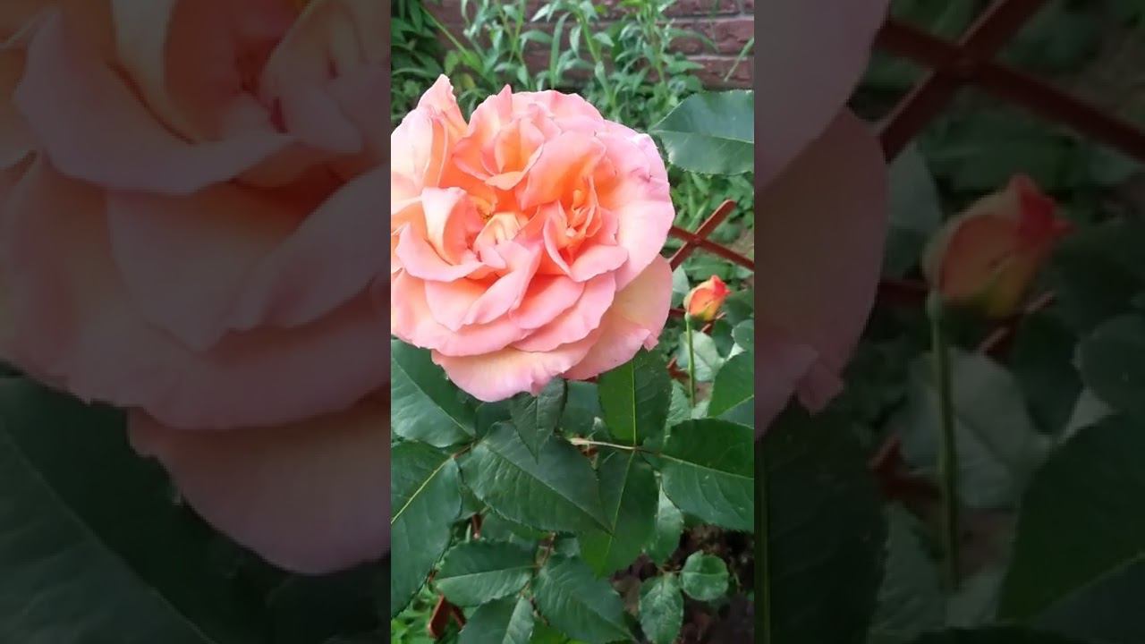 Розы смотреть онлайн