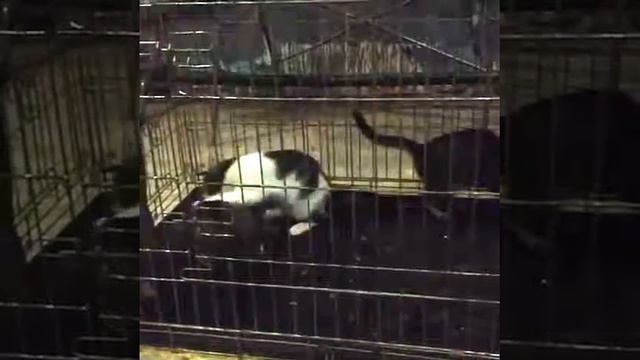 Москва,котята подростки в дар смотреть онлайн