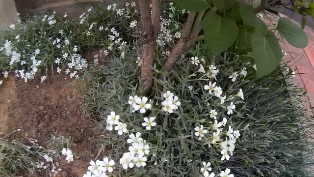 Ясколка (Cerastium) - неприхотливый многолетник семейства Гвоздичные с мелкими белыми цветочками смотреть онлайн