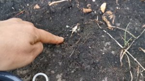 Гвоздика турецкая неприхотливая. Посев.