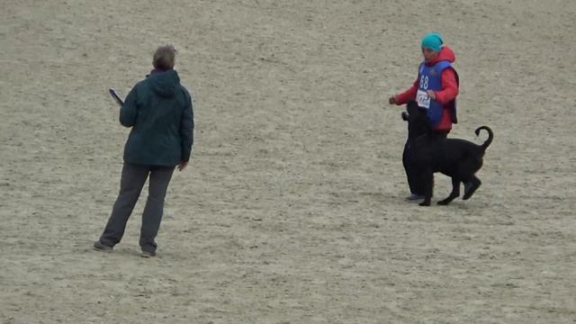 2023 IGP CACT Russia 45 Екатерина Тимофеева и Law Hanno Veto (Ризеншнауцер) В88