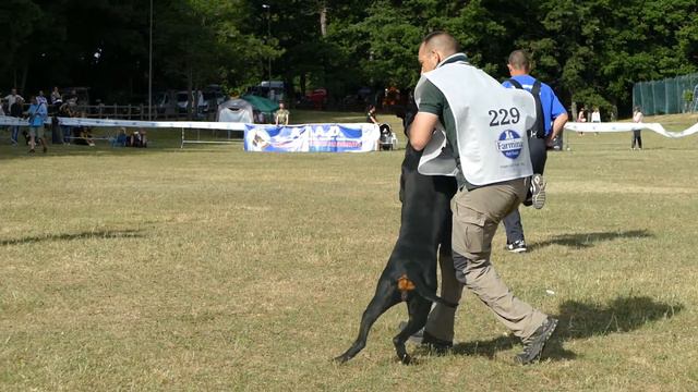 AIAD 2017 - Campionato - Aria D'Aurora - the-dobermann.com смотреть онлайн