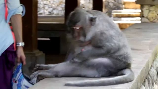 Bali. Uluwatu.(Обезьяны храма Улувату на Бали) смотреть онлайн