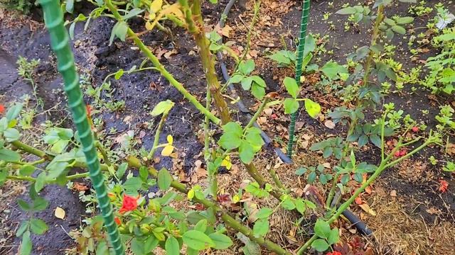 29 июля 2023 г. Гортензии и розы в моем саду. #кахала, #РенеГоссини смотреть онлайн