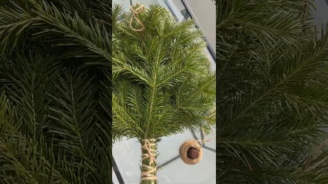 Веник для бани пихтовый в подарочной упаковке / уральская свежая пихта / ручная работа смотреть онлайн