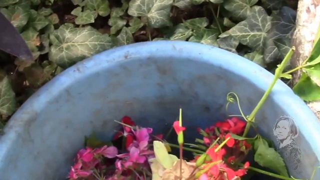 УДОБРИТЬ РАСТЕНИЯ. ЕСТЬ СЕКРЕТИК! смотреть онлайн