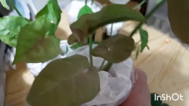 У меня новинка- сингониумы! смотреть онлайн