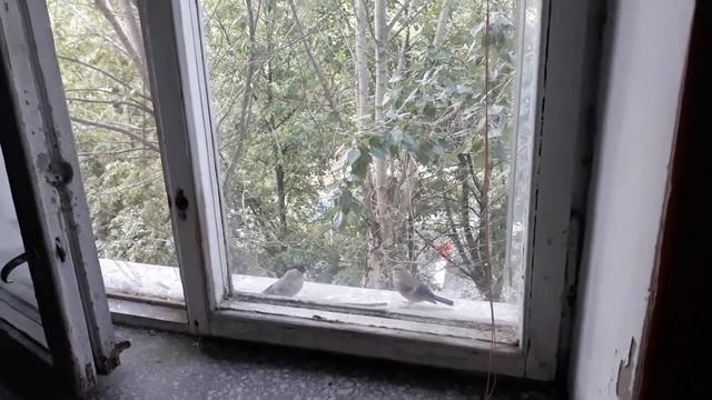 Снегири. Самец, самка, птенцы. смотреть онлайн