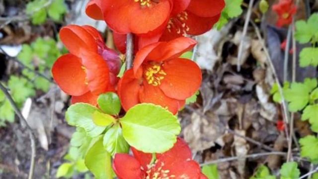 Стих: забыть смотреть онлайн