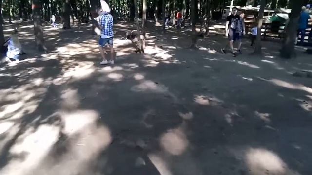 Прогулка на "скотном дворе" без Тайка!!! смотреть онлайн