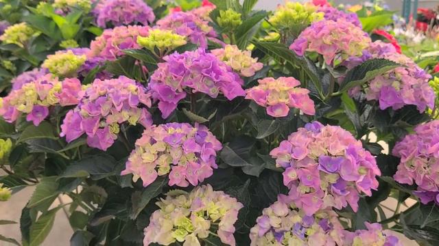 23 seconds with Hydrangea Cityline® Venice// COMPACT, 🌸Free-Flowering, Long Blooming Hydrangea смотреть онлайн