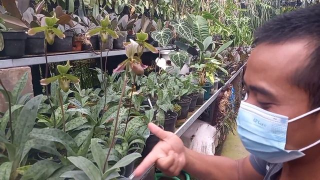 Anggrek Paphiopedilum Langka Bermekaran смотреть онлайн