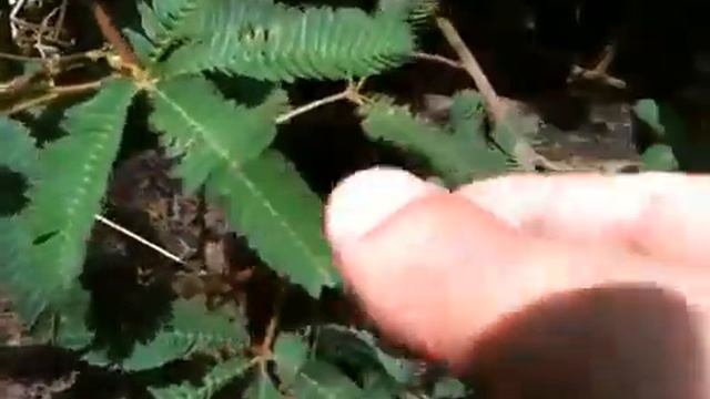 Mimosa pudica Touch me not1 смотреть онлайн