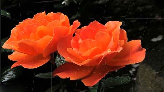 Flowers Juxtaposing (HD1080p) смотреть онлайн