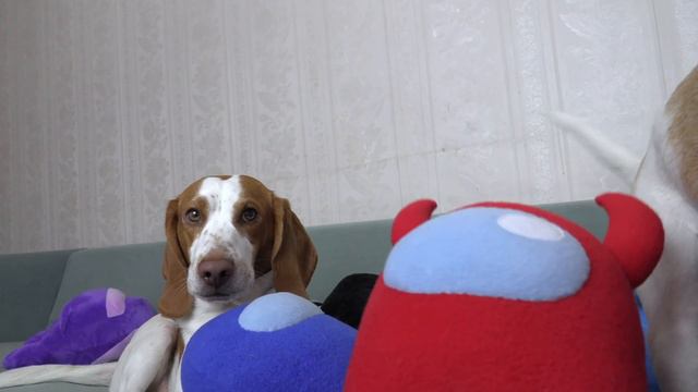 Dogs vs Among Us in Real Life Prank! Will Funny Dogs Maymo & Potpie Go For Imposter or Crewmate? смотреть онлайн