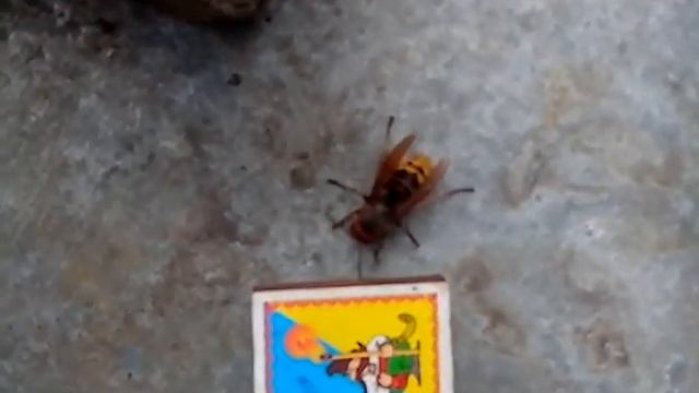 Шершень запутался в сеть смотреть онлайн