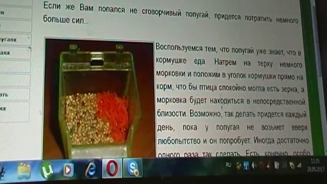 Как приучить попугая есть ягоды и фрукты? смотреть онлайн