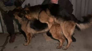 Немецкая Овчарка Радж. Вязка. 4К