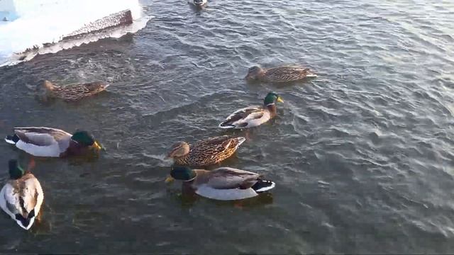 Кряквы зимой в пруду РДБА смотреть онлайн