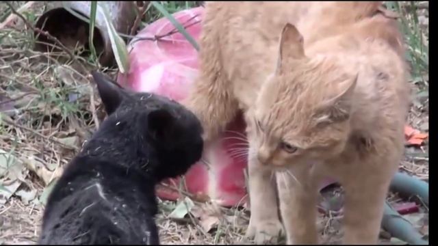 Такой драки котов вы еще не видели! 5 САМЫХ ЭПИЧНЫХ КОШАЧЬИХ ДРАК | Коты дерутся (2019) смотреть онлайн