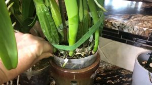 Как ухаживать за орхидеей каттлея после покупки. Как поливать ,  пересаживать каттлею. Для новичков