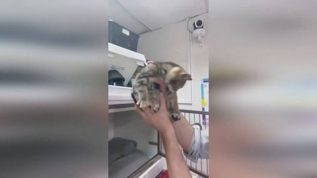 Дима Билан и его коты Соломон и Июнь