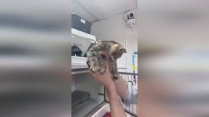 Дима Билан и его коты Соломон и Июнь