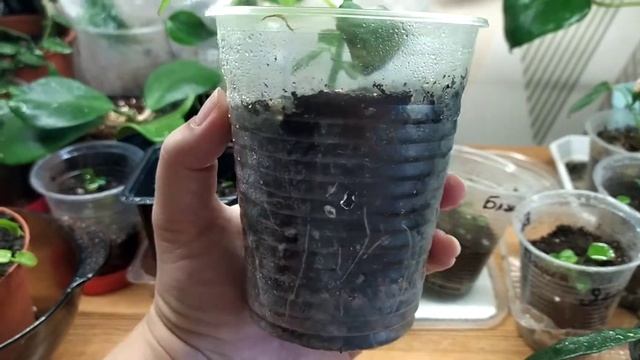 Киви сорта Хейворд из семян. Часть 3 -10 июля 2019 г смотреть онлайн