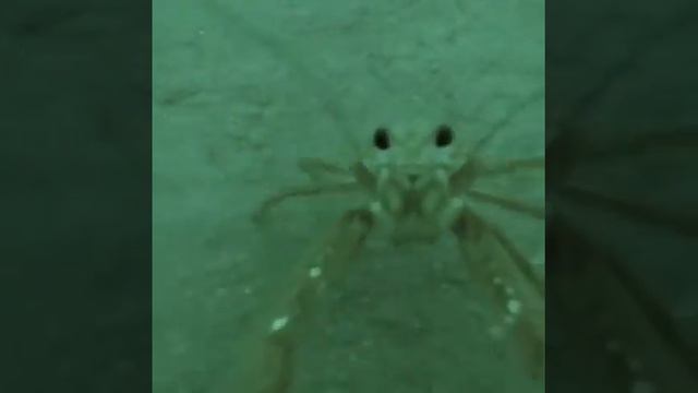 Curious Crabs смотреть онлайн