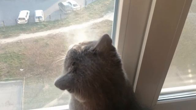 Кот нервничает смотреть онлайн