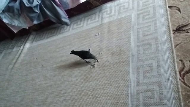 Научил скворца плохому...