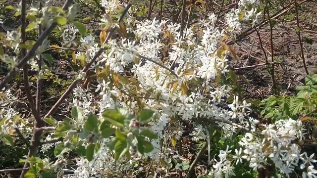 ИРГА цветение. смотреть онлайн