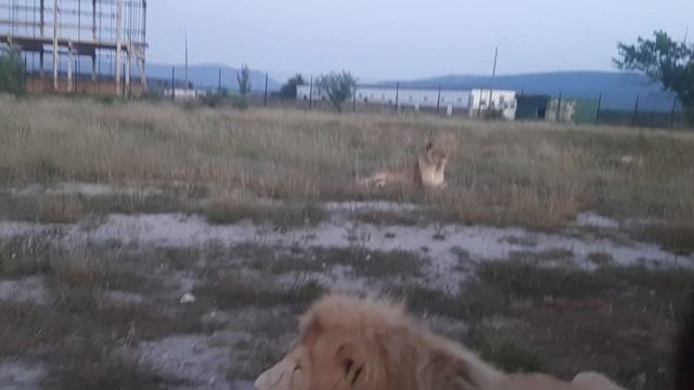 Смелый Зевс решил поухаживать за Лилу. смотреть онлайн