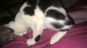 Видели ли вы как дрочат коты??