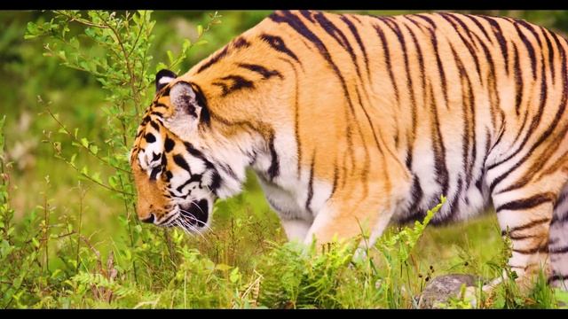 тигры это тоже коты!