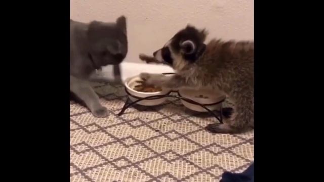 Забавные животные - Лучшие забавные еноты 2022 смотреть онлайн