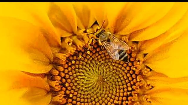 Аутотренинг для педагогов ОЧИЩЕНИЕ смотреть онлайн