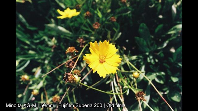 Minolta XG-M with 50mm lens film photography смотреть онлайн