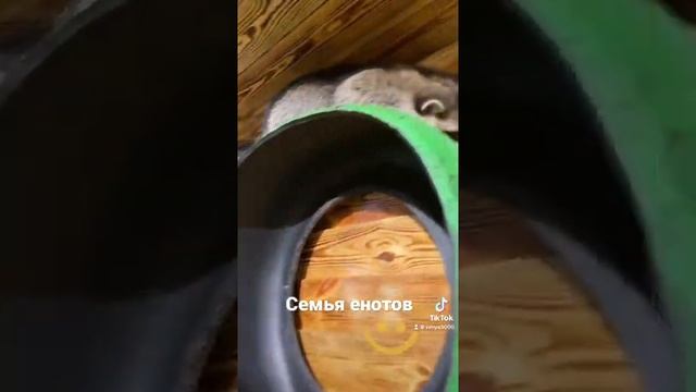 Семья енотов смотреть онлайн