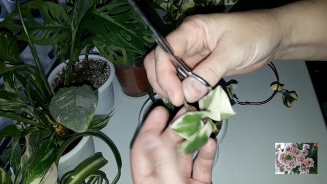 КОМНАТНЫЕ ЦВЕТЫ.ОПЯТЬ НОВИНОЧКИ!!! смотреть онлайн