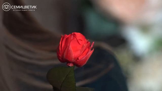 Роза в колбе из "Красавицы и чудовища" (12 см) смотреть онлайн