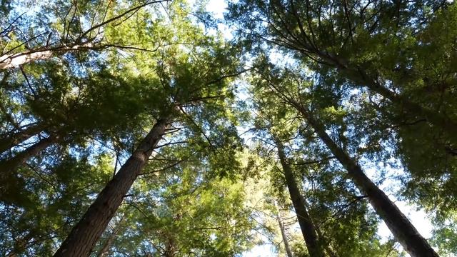 Матёрые уголовники, истекая слюной, тащили красавицу в сарай. Там они получили своё смотреть онлайн