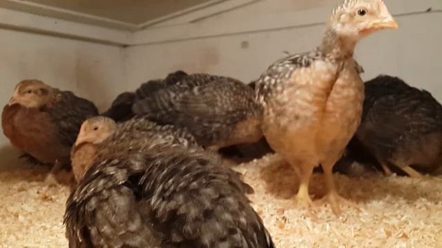 Цыплятам-Билефельдерам 1 месяц смотреть онлайн