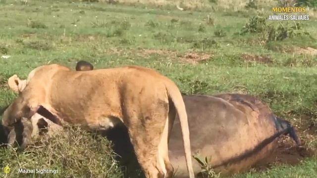 Las 100 Peleas De Animales Salvajes Más Locas Con Oponentes Equivocados De Todos Los Tiempos 2024 смотреть онлайн