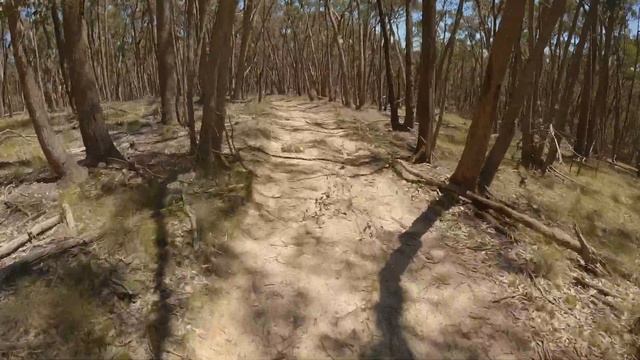 BMW G310 GS Scenic Forest Ride смотреть онлайн