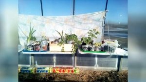 Полочки для рассады в теплице