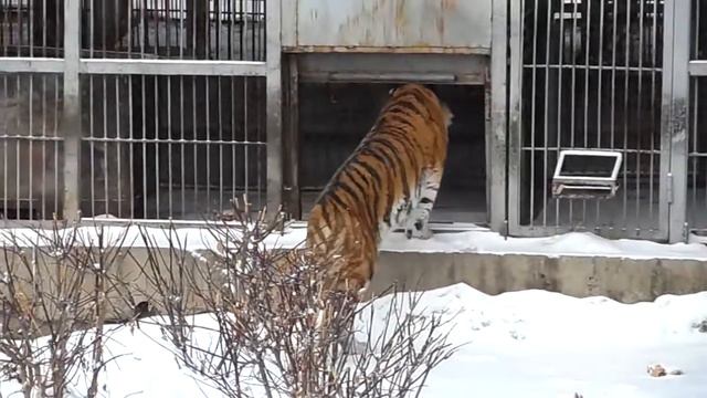 Челябинский зоопарк. Лаффи пришла ко мне на смотровую площадку! смотреть онлайн